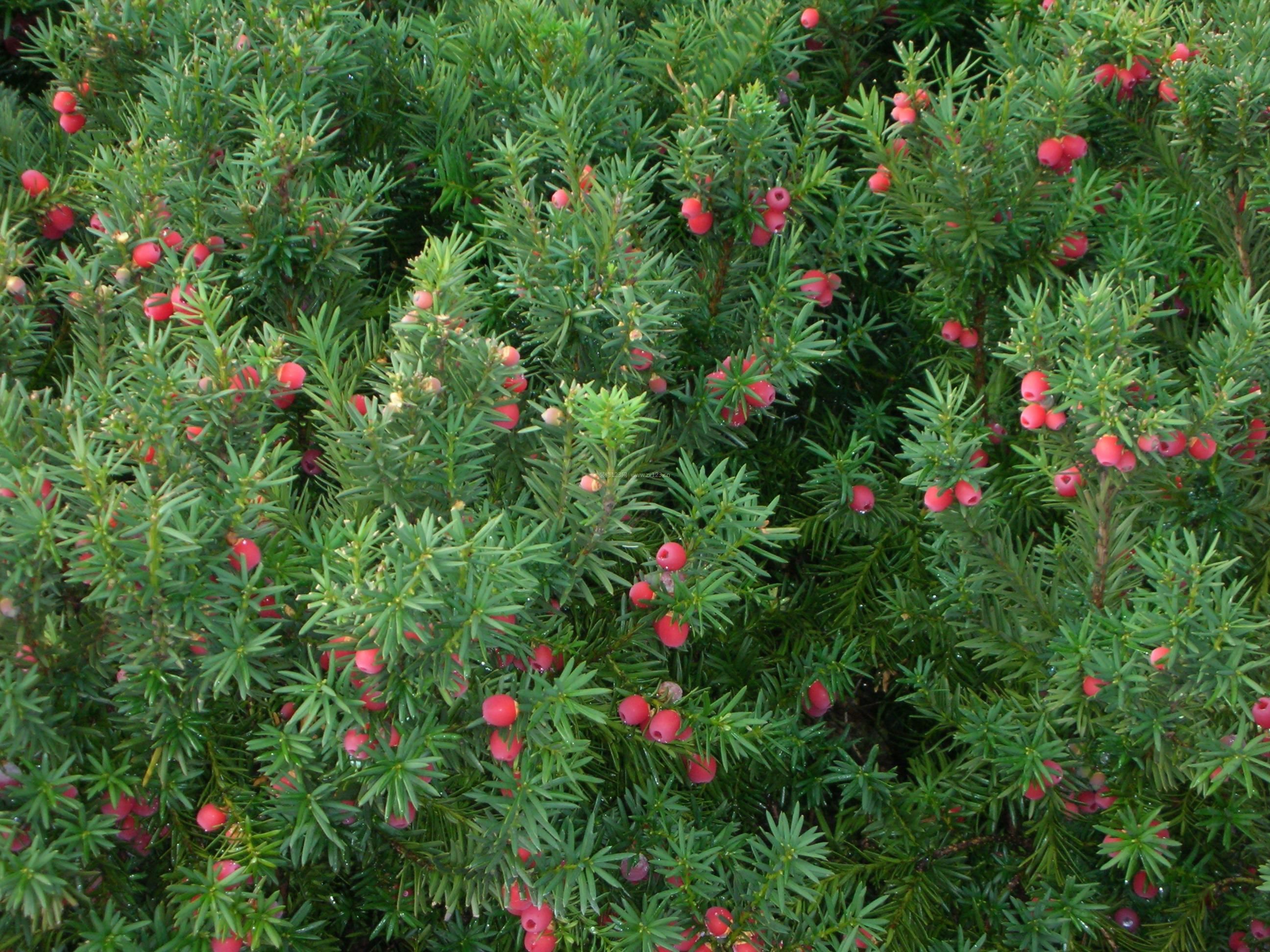 红豆杉是否属于裸子植物（红豆杉是属于裸子植物吗）