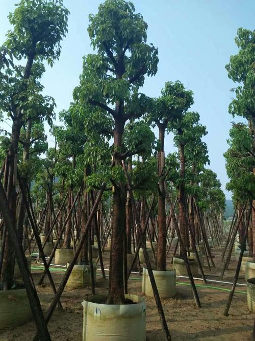 重阳木在植物学中的名称（重阳木的学名或别名）