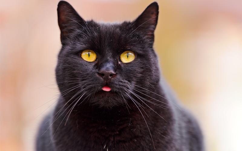 猫是招鬼还是辟邪的（解答关于猫是否招鬼或具有辟邪寓意的问题）