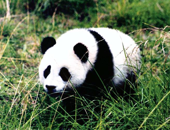 大熊猫喜欢吃什么竹子（大熊猫偏好的竹子种类和食物喜好）