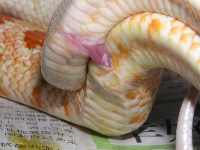 蛇是如何繁殖后代的（蛇是如何进行繁殖的）