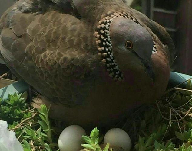 斑鸠蛋孵化周期（斑鸠的蛋要多久孵化出来）