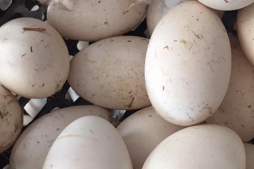 鹅蛋孵化出小鹅需要多久（孵鹅蛋需要多少天才能孵出小鹅）