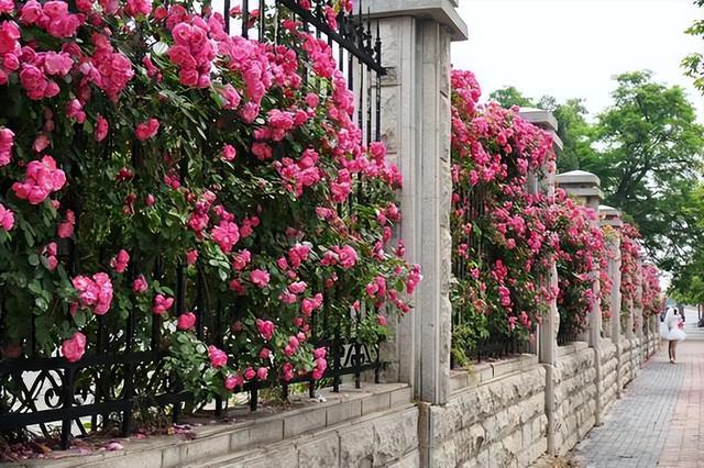 爬墙月季花种植方法（爬墙月季的种植与培养方法）