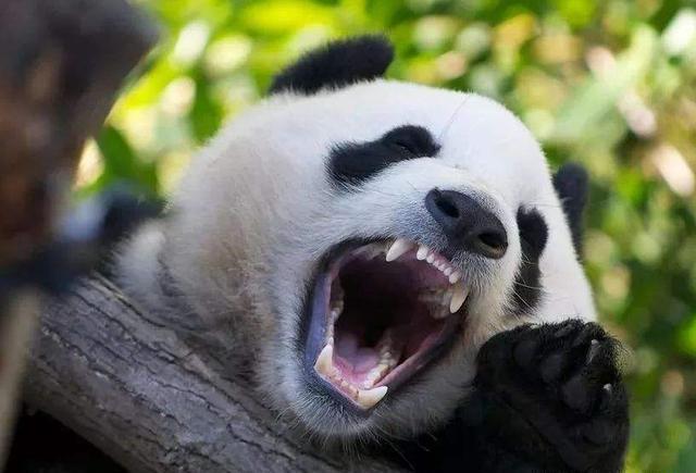 熊猫怎么成为国宝（熊猫如何获得国宝称号）
