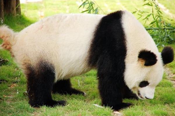 大熊猫的尾巴颜色图片
