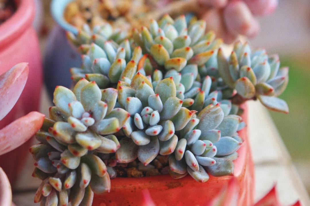 多肉植物种植指南（多肉植物的种植技巧和方法）
