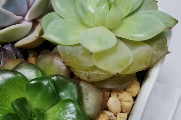 多肉植物叶子变软的原因（多肉植物叶片变松软皱缩的因素）