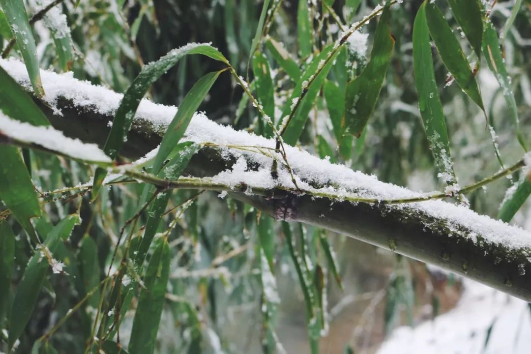 北方庭院越冬竹子（北方庭院如何越冬竹子）