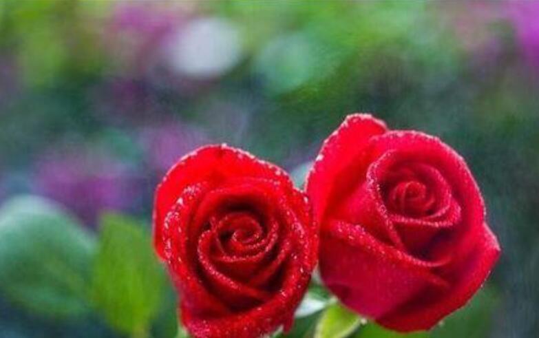 玫瑰花的开花时间（玫瑰花什么时候开花）