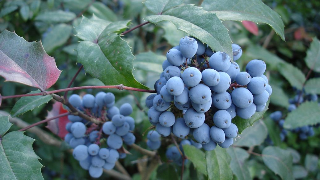 蓝莓里面有籽像虫子是坏了吗能吃吗（蓝莓果肉中类似虫子的籽是否表示坏果以及是否可食用）