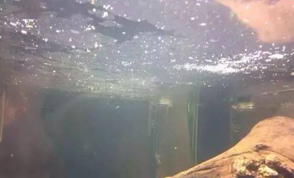 鱼缸水面上有一层油膜怎么办（如何处理鱼缸水面上的油膜）