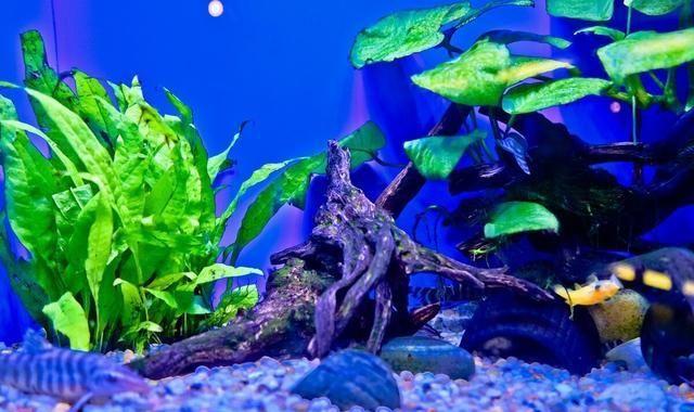 鱼缸中水腥味重的原因（鱼缸中出现浓重的水腥味是为什么）
