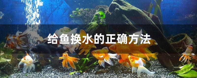 正确给鱼换水方法（鱼缸如何正确进行换水操作）