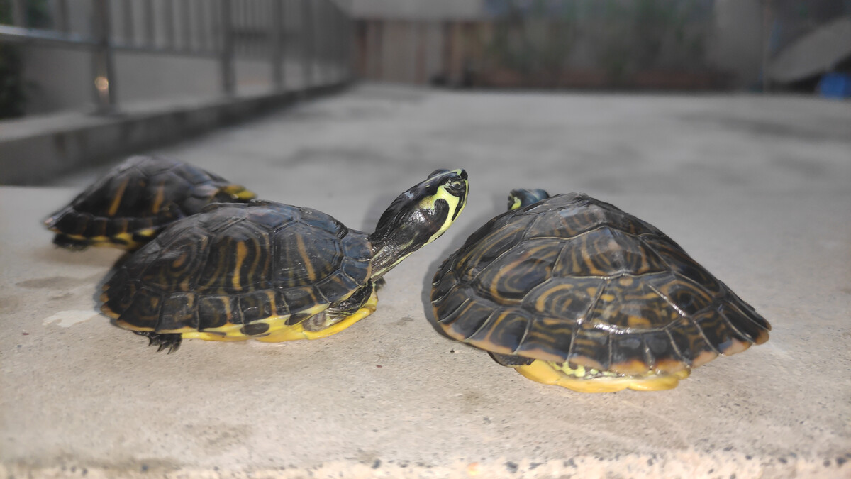 黄耳龟的养殖方法和注意事项（黄耳龟的养殖方法和需要注意的事项是什么 ）