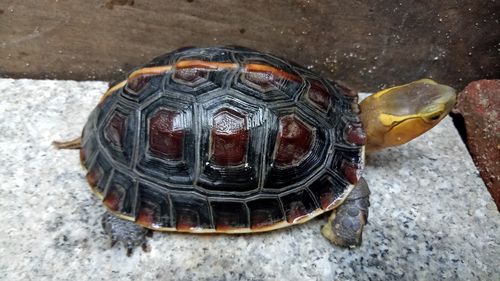 黄缘龟养殖方法与注意事项（黄缘龟的饲养方法和需要注意的事项有哪些 ）