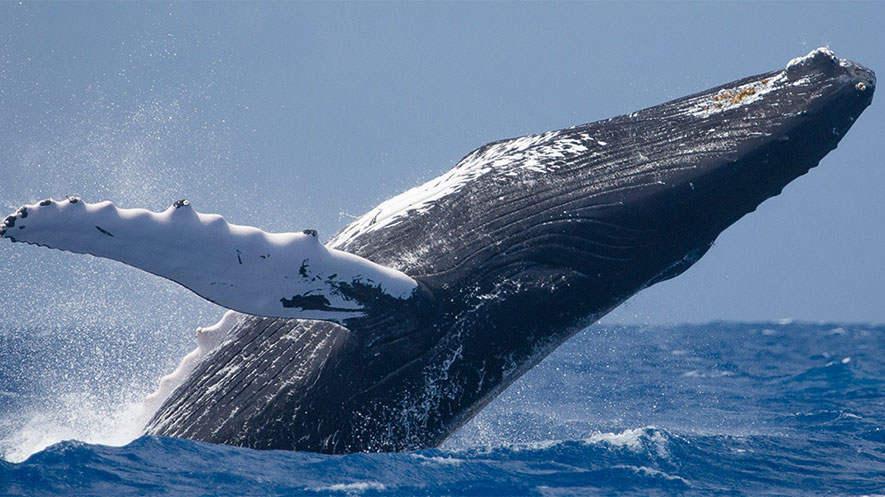 座头鲸和虎鲸（座头鲸与虎鲸的区别与特点）