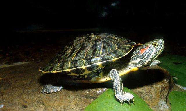 巴西龟是否会冬眠（巴西龟是否会进入冬眠状态 ）