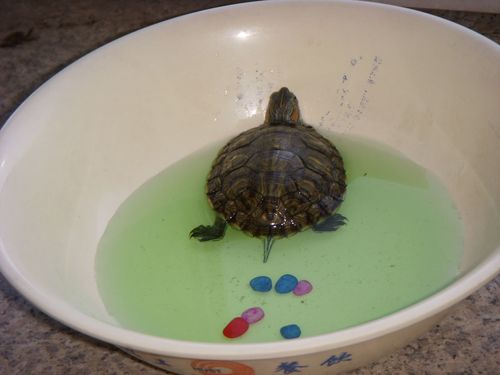 巴西龟如何喂食（巴西龟的正确喂食方法是什么 ）