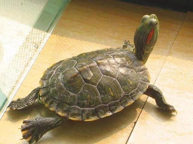 巴西龟可以深水养吗（巴西龟适合在深水环境下养吗 ）