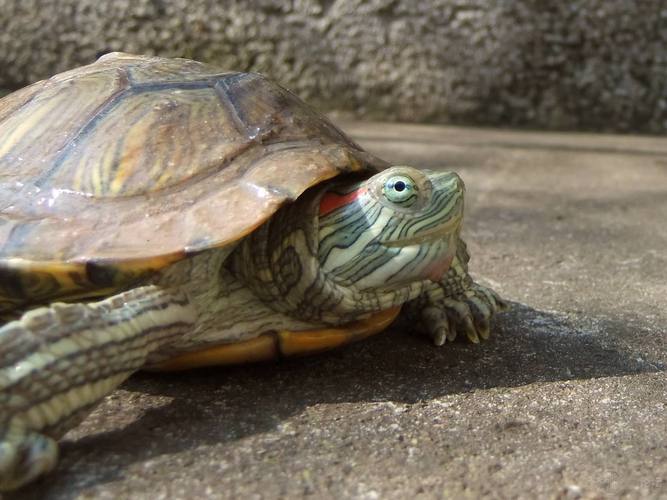巴西龟可以放生吗（巴西龟能否在野外释放）