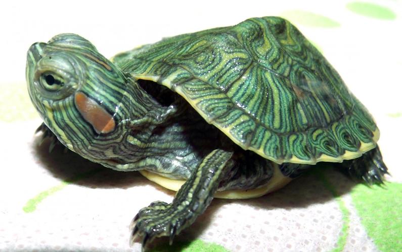 巴西红耳龟寿命（巴西红耳龟的寿命有多长）