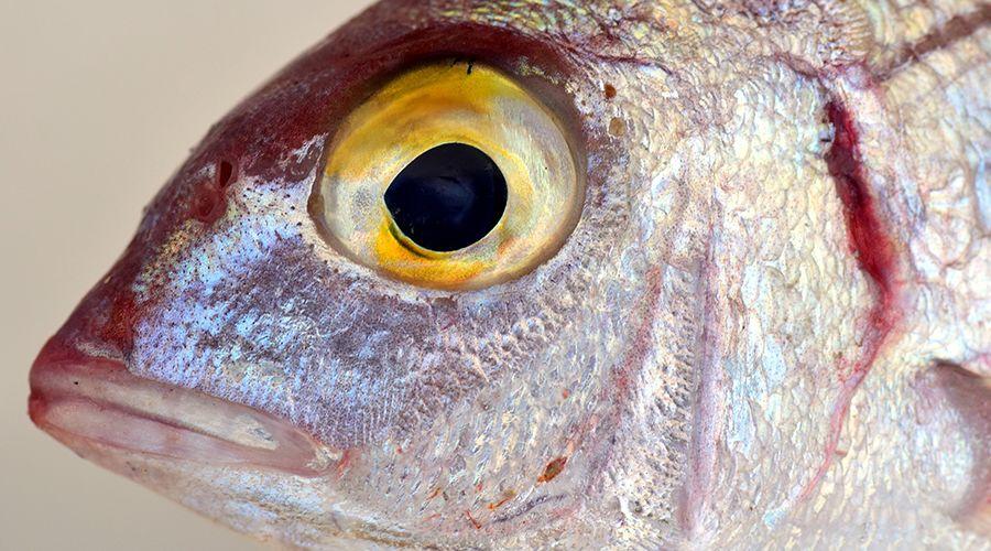 鱼眼上的白膜原理（揭开鱼眼上方白膜的形成原因）