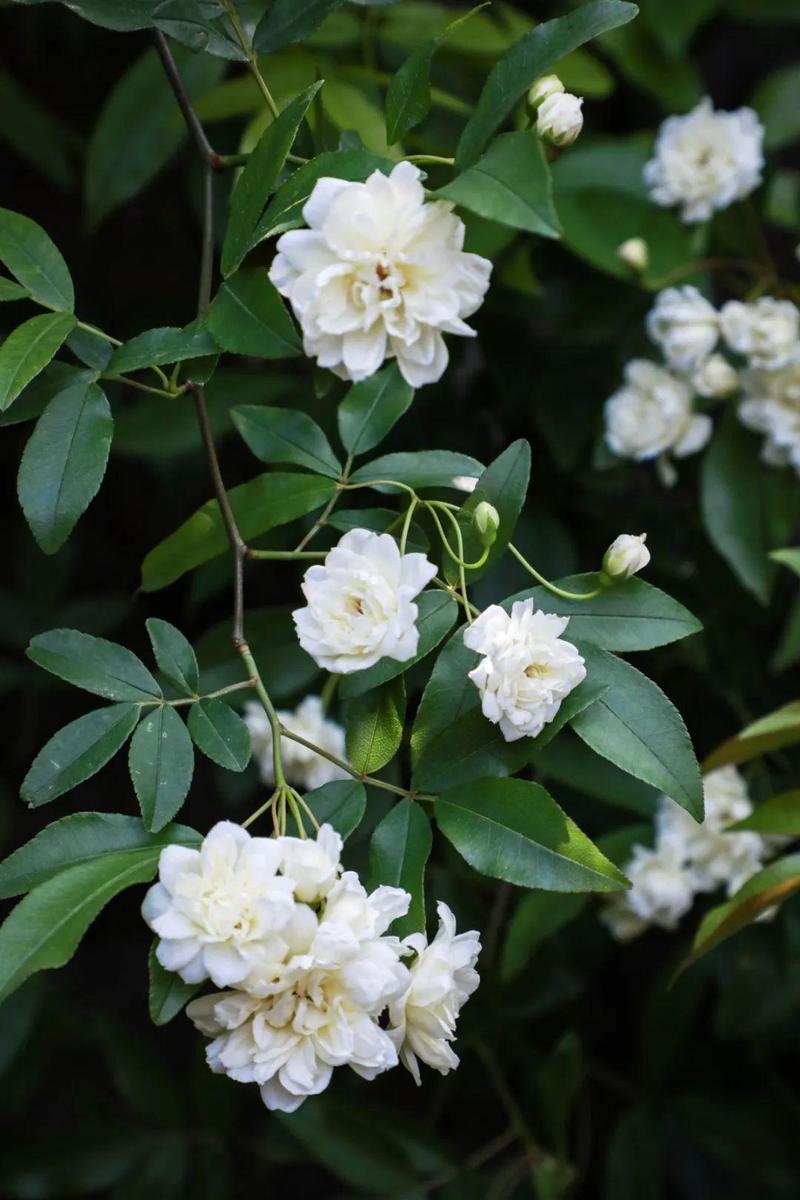 木香花的缺点（木香花有哪些缺点）