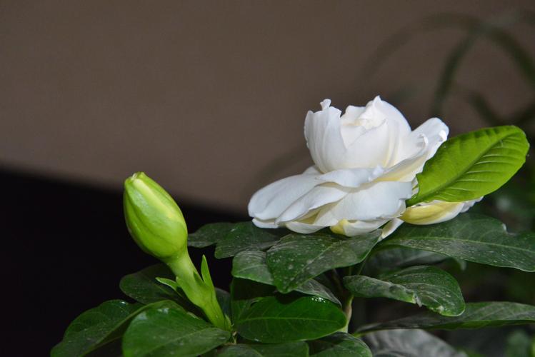 栀子花花期多久 (栀子花的盛开持续时间)