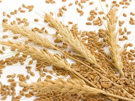 小麦是双子叶还是单子叶（小麦是属于双子叶植物还是单子叶植物）