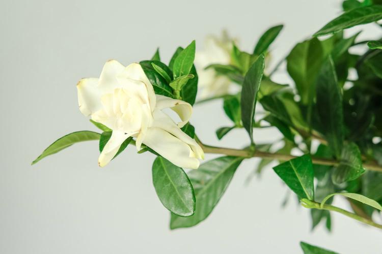 栀子花怎么吃