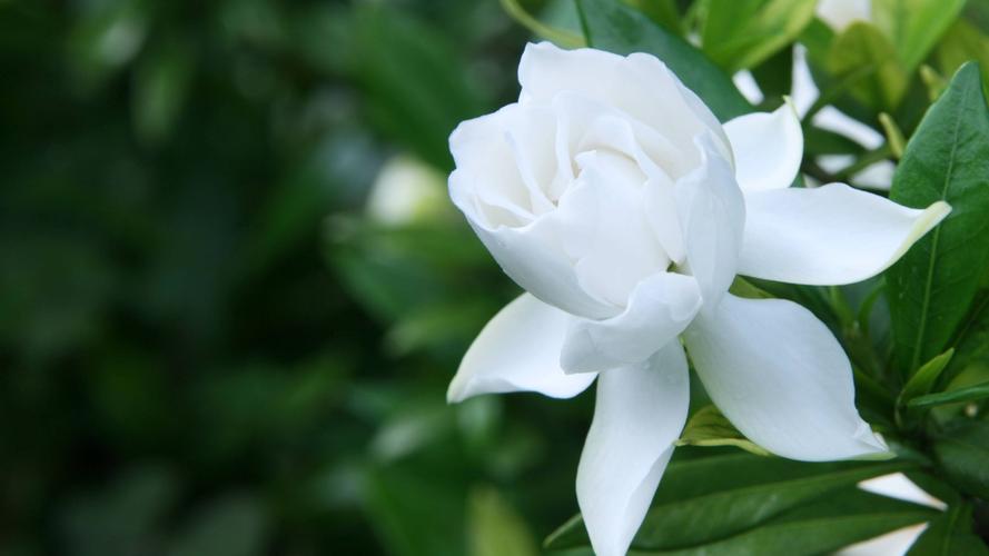 栀子花开花发黄了是什么原因（栀子花开花后发黄的原因）