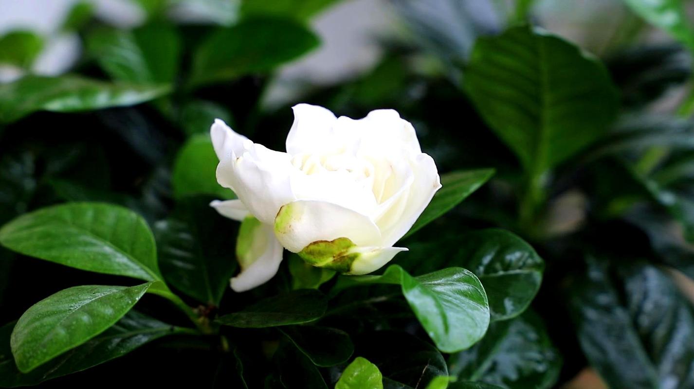 栀子花好养吗