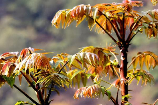 家里种香椿树风水好吗（在家中种植香椿的风水效果）