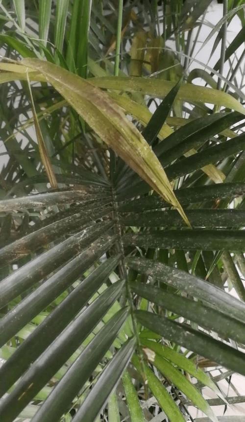 夏威夷竹叶子干枯发黄怎么办（夏威夷竹叶尖干枯怎么办）