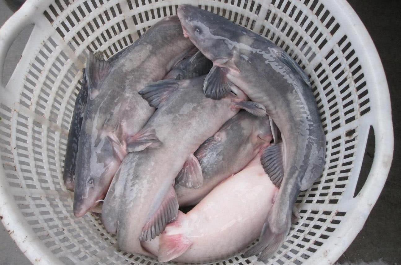 贵州团鱼图片图片