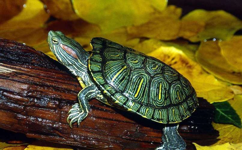 巴西龟寿命最长可达多少年（巴西龟的最长寿命可以达到多少年）