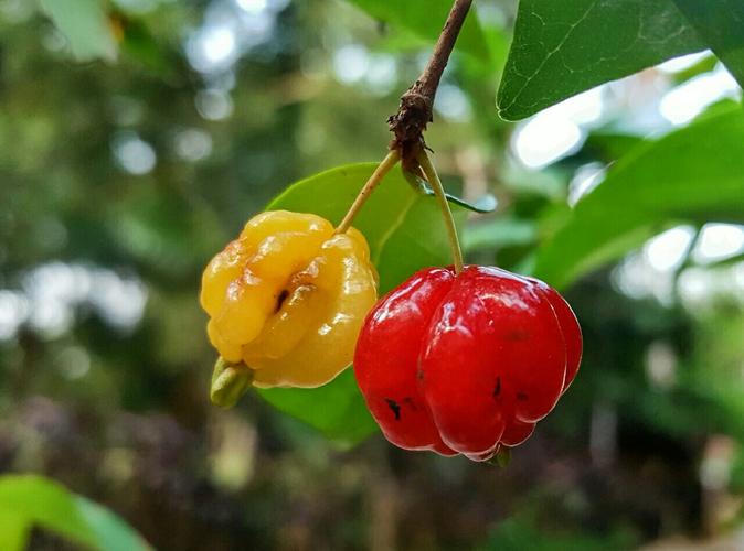 巴西红果是否可食用（探讨巴西红果是否适合食用）