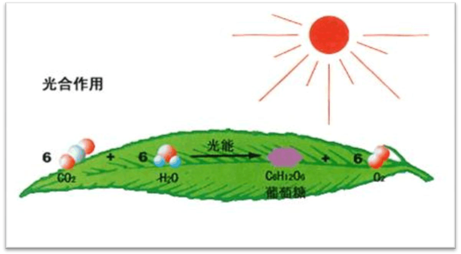 光合作用的条件（光合作用发生所需的条件有哪些）
