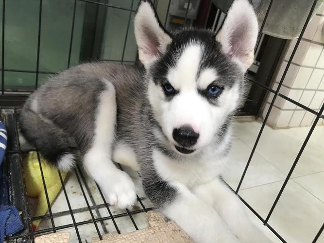 二哈多少钱一只（了解二哈犬的价格区间与选购建议）