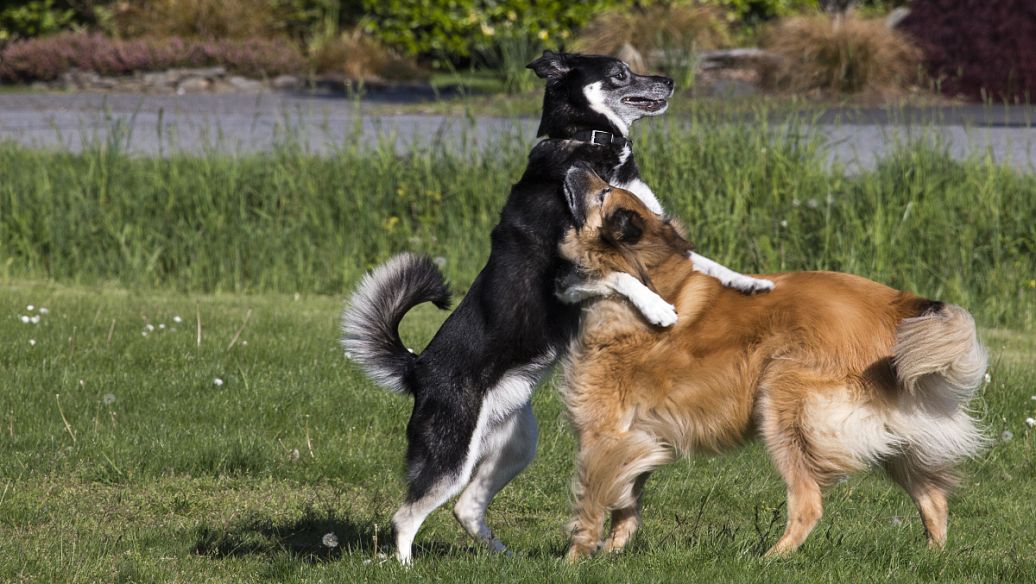 训犬基地的收费标准（训犬基地每月的收费是多少）