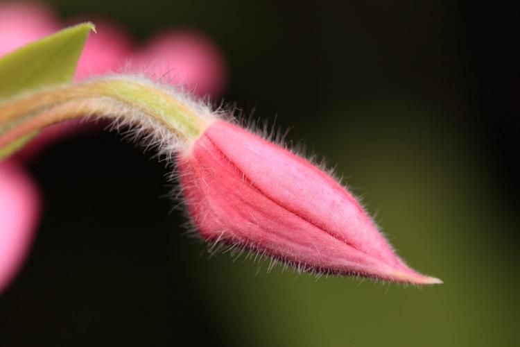 花蕾和花蕊的区别（花朵中的花蕾和花蕊的含义区别）