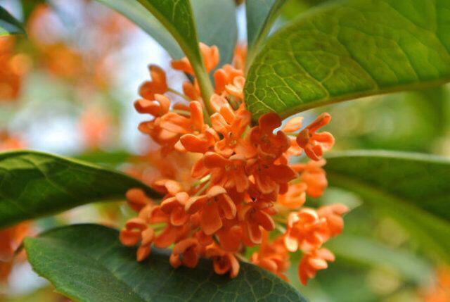 红桂花与黄桂花的区别（红桂花和黄桂花有何不同之处）