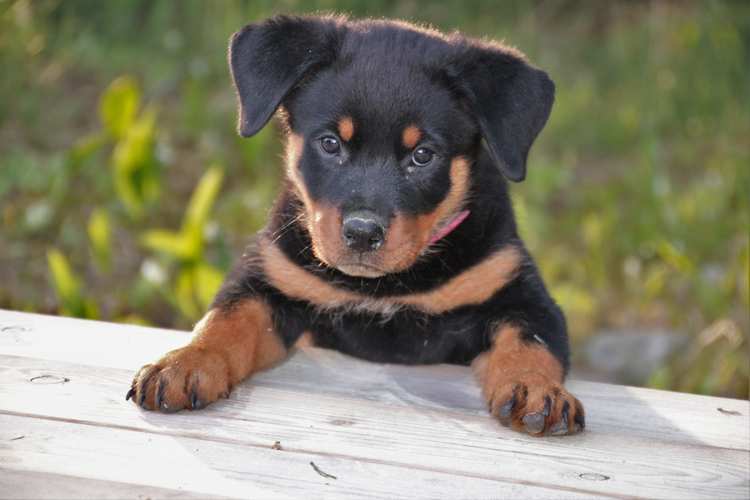 罗威纳幼犬价格及市场（罗威纳犬幼犬的价格和市场情况）