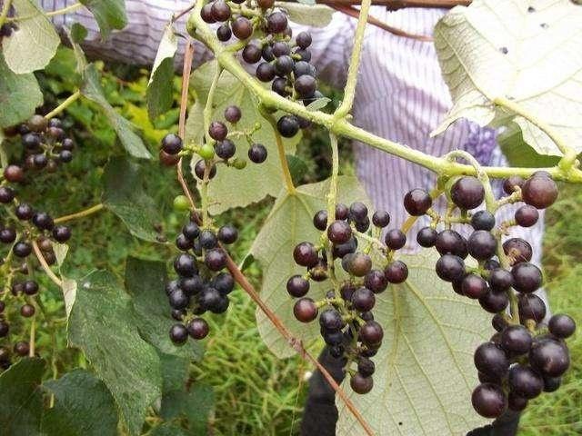 山葡萄与野葡萄的异同（山葡萄和野葡萄有哪些区别）