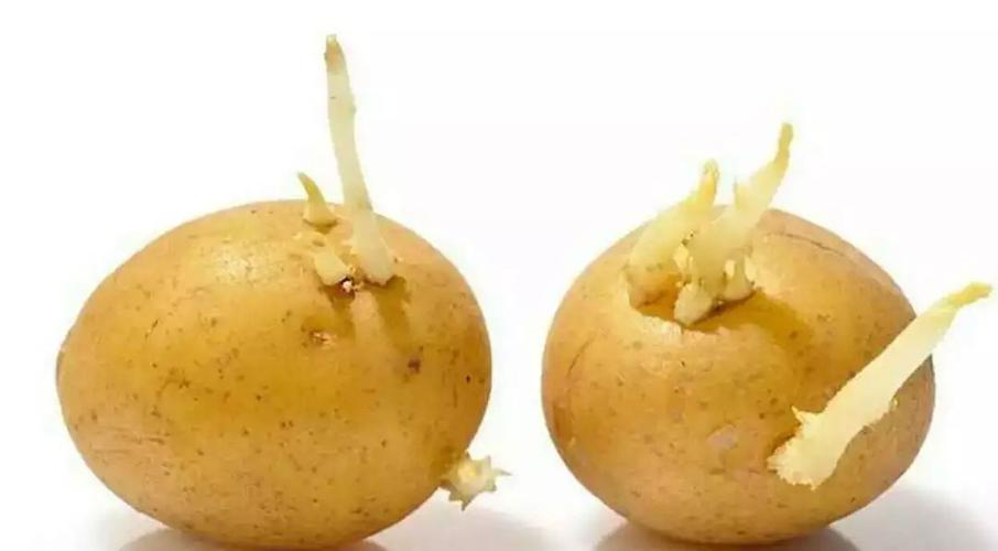 土豆发芽了把芽削掉能吃吗（土豆发芽去掉芽眼后还能食用吗）