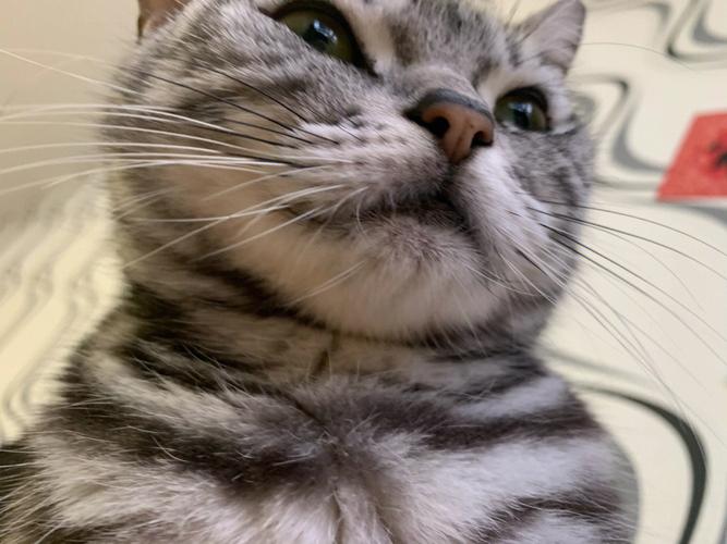 猫下巴那一堆黑点是什么（猫下巴黑斑是什么）