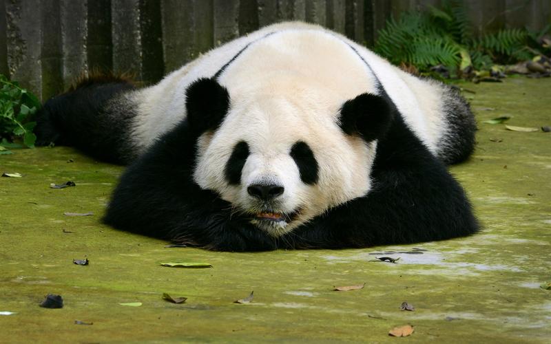 熊猫除了竹子还吃什么（熊猫以外还有哪些食物）