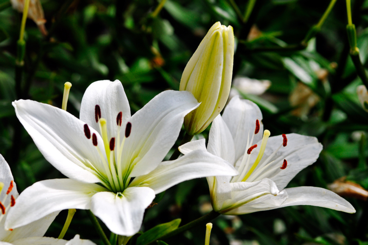 百合花的寓意及象征（百合花的寓意和象征意义）