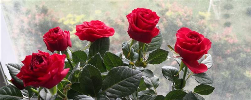 玫瑰花种植方法养护（玫瑰花如何种植养护）